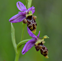 ophrys_queciphila